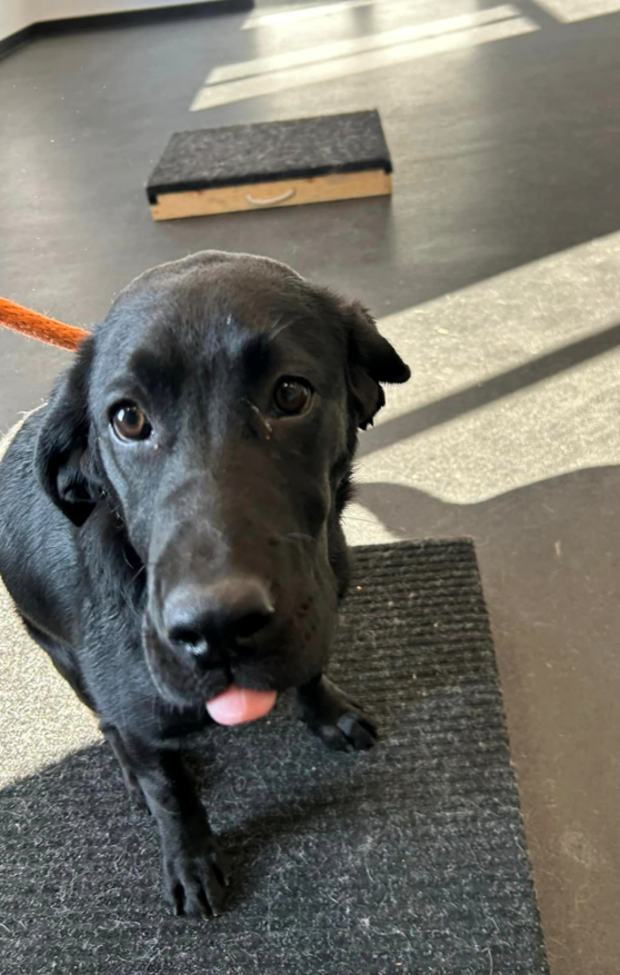 Oakley poses during a pre-training session